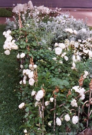 'Iceberg, Cl.' rose, click to enlarge 'Iceberg, Cl.' rose photo