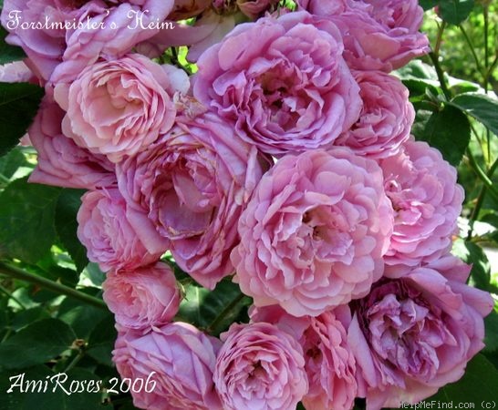 'Forstmeisters Heim' rose photo