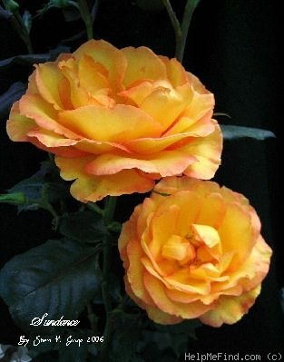 'Sundance ™ (hybrid tea, Zary, 2004)' rose photo