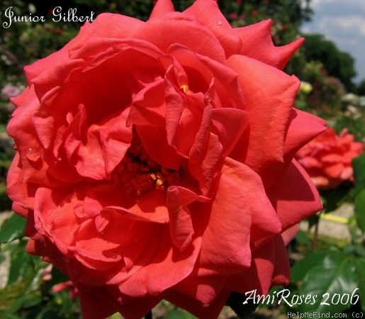 'Junior Gilbert' rose photo