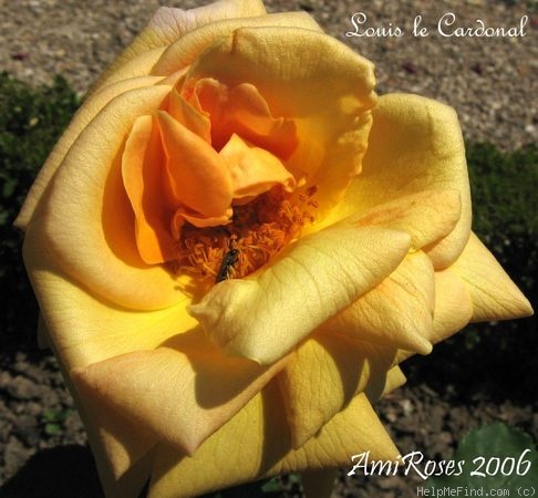 'Louis le Cardonal' rose photo