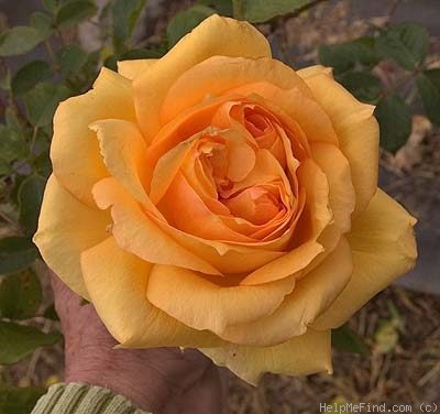 'Sophia Renaissance' rose photo