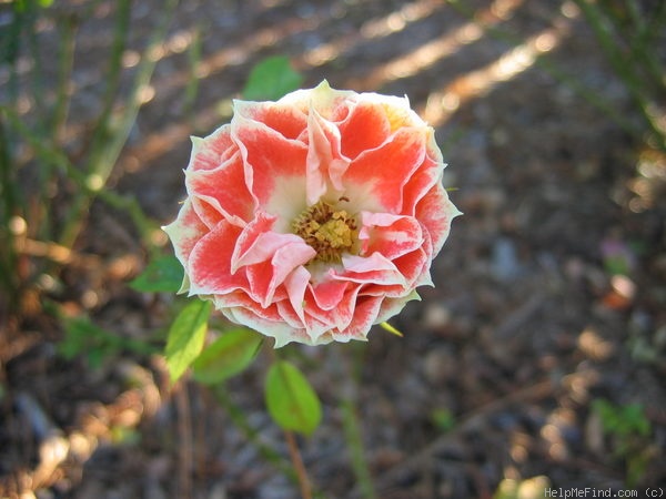 'Most Unusual Day' rose photo