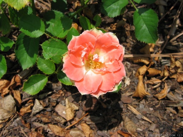 'Most Unusual Day' rose photo