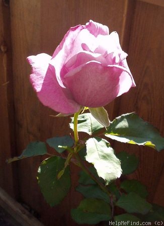 'Blue Heaven (hybrid tea, Whistler, 1971)' rose photo