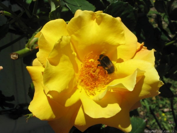 'Climbing Gold Badge' rose photo