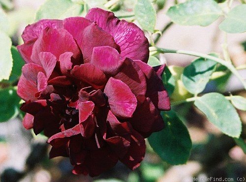'Olde Romeo' rose photo