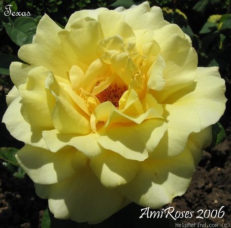 'Texas ® (hybrid tea, Kordes 1991)' rose photo