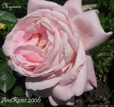 'Myriam ® (hybrid tea, Cocker, 1990)' rose photo
