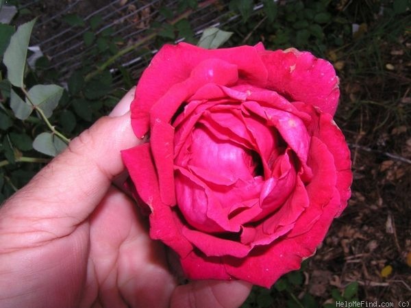 'Gainesville Garnet' rose photo