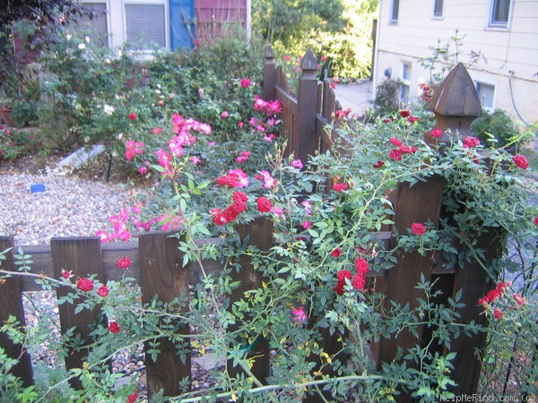 'Red Cascade' rose photo