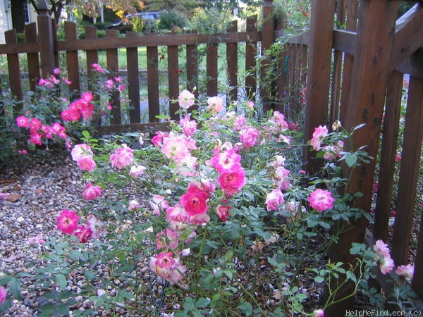 'Brilliant Pink Iceberg' rose photo