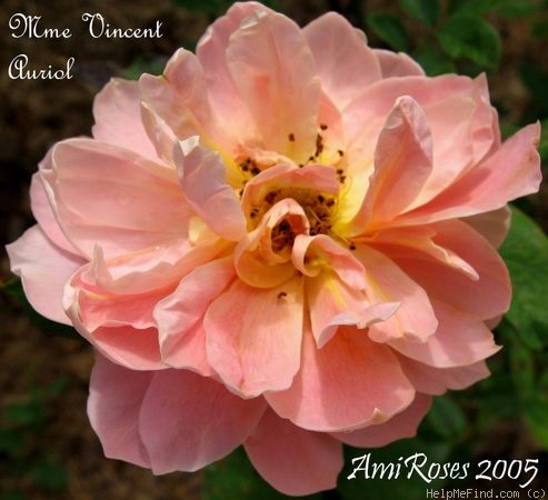 'Madame Vincent Auriol' rose photo