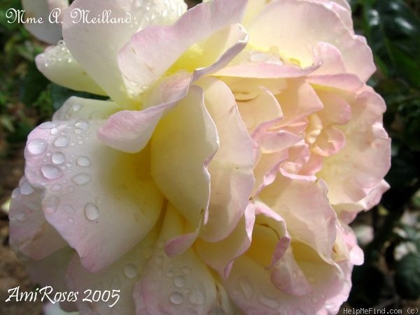 'Madame A. Meilland' rose photo