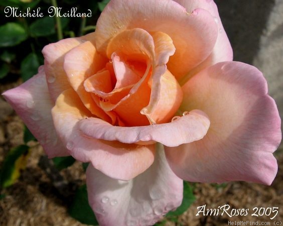 'Michèle Meilland' rose photo