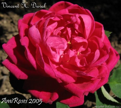 'Vincent H. Duval' rose photo