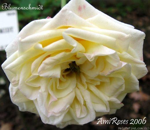 'Blumenschmidt' rose photo