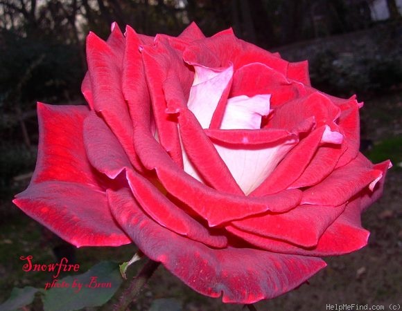 'Snowfire' rose photo