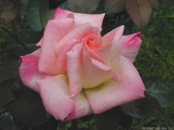 'Hazel McCallion' rose photo