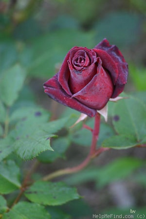 'Black Baccara ™' rose photo