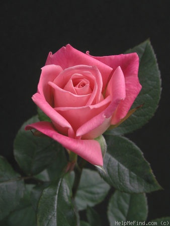 'Grace Sharington' rose photo