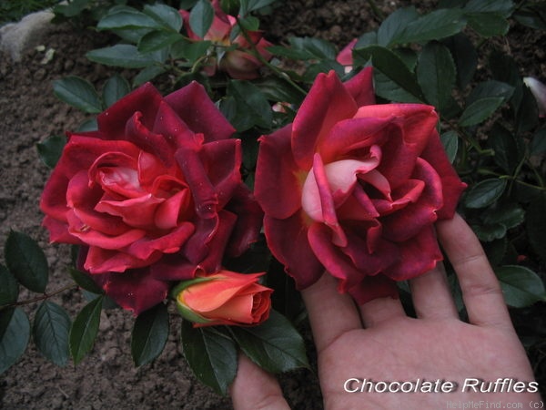 'Chocolate Ruffles ®' rose photo