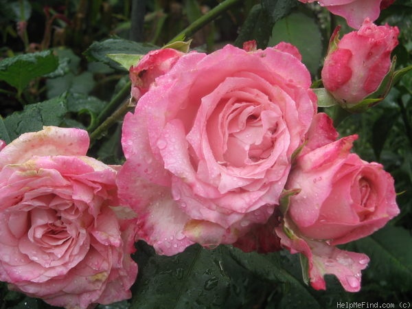 'Elegance ® (hybrid tea, Meilland, 1996)' rose photo