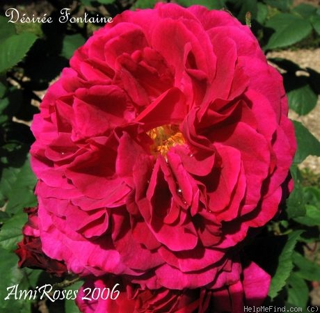 'Désirée Fontaine' rose photo
