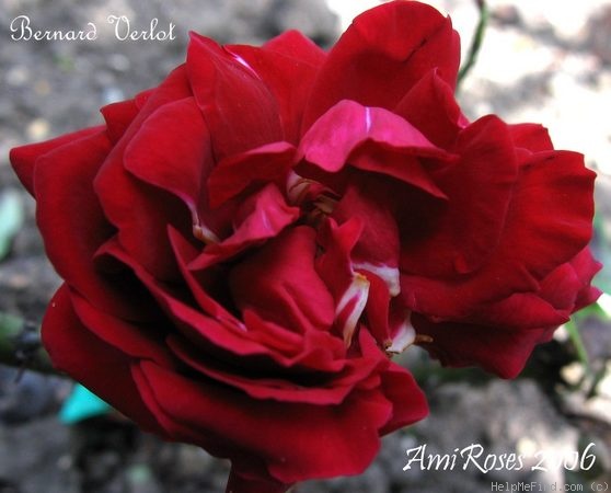 'Bernard Verlot' rose photo