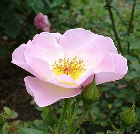 'Escapade ® (Floribunda, Harkness, 1962)' rose photo