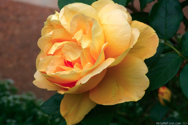 'Bernstein-Rose ® (floribunda, Evers/Tantau, 1987)' rose photo