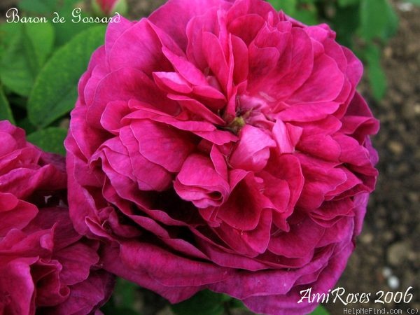 'Baron de Gossard' rose photo