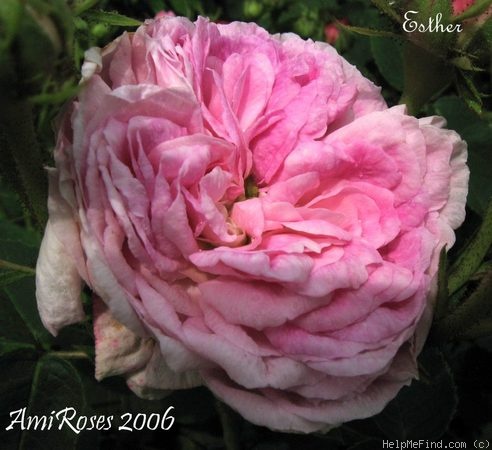 'Esther (gallica, Vibert 1845)' rose photo
