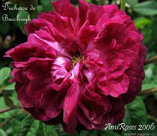 'Duchesse de Buccleugh' rose photo