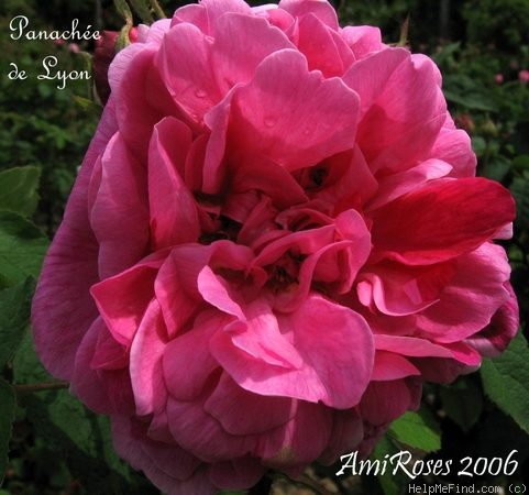 'Panachée de Lyon' rose photo