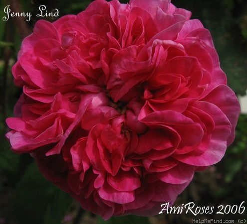 'Jenny Lind' rose photo