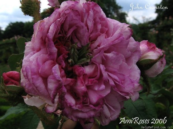 'John Cranston' rose photo