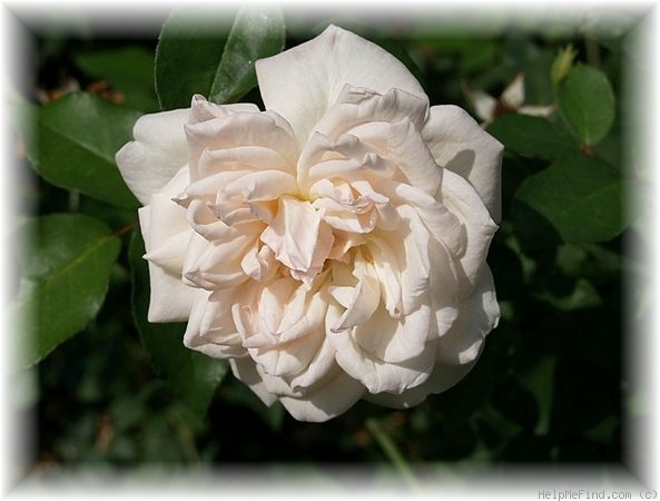 'Mademoiselle de Sombreuil' rose photo