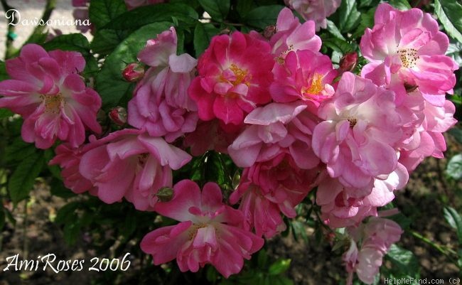 '<i>Rosa dawsoniana</i> Ellw. & Barry ex Rehder' rose photo