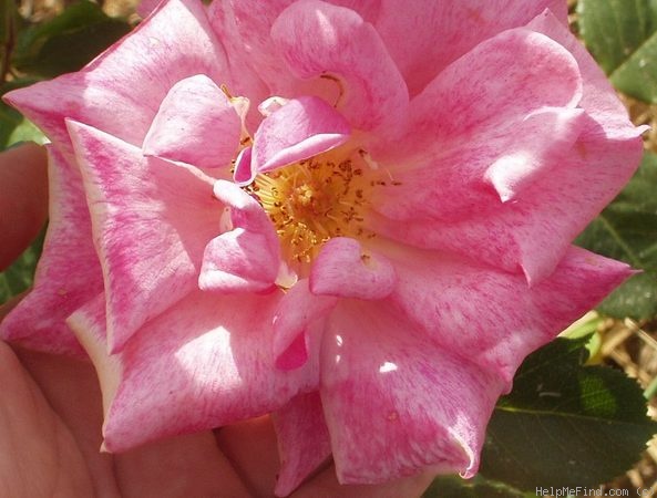 'Sevilliana (shrub, Buck, 1976)' rose photo