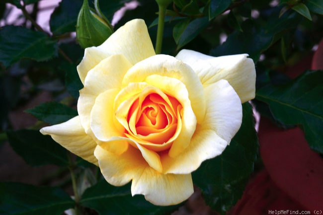 'Sun Flare' rose photo