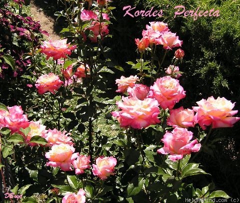 'Perfecta (hybrid tea, Kordes, 1957)' rose photo