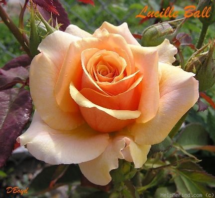 'Lucille Ball' rose photo