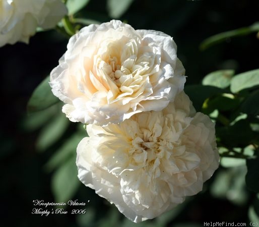 'Kronprinzessin Viktoria' rose photo