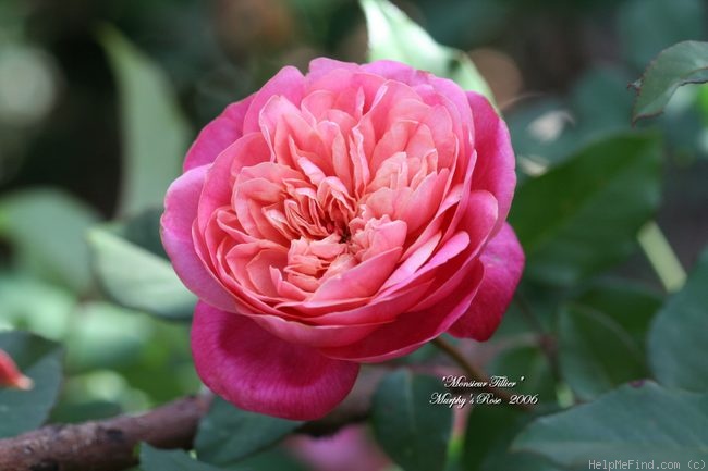 'Monsieur Tillier' rose photo