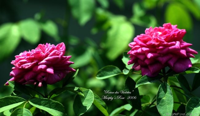 'Reine des Violettes (hybrid perpetual, Mille-Mallet 1860)' rose photo