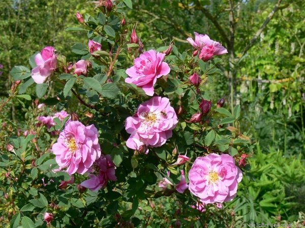 'R. californica plena' rose photo