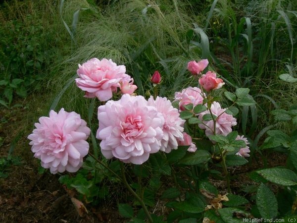 'Pink Gruss an Aachen (floribunda, Kluis, 1929)' rose photo