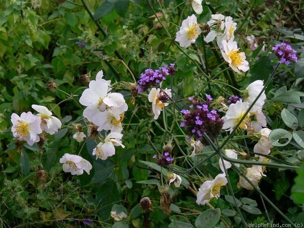 'Kathleen (hybrid Musk, Pemberton 1922)' rose, click to enlarge 'Kathleen (hybrid Musk, Pemberton 1922)' rose photo
