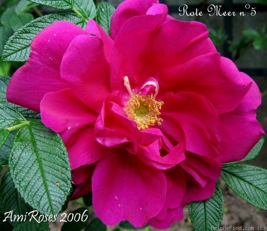 'Rote Meer N5' rose photo